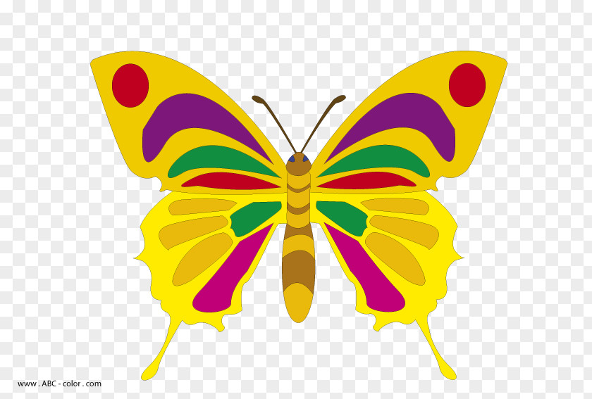 Butterfly Monarch Drawing Clip Art PNG