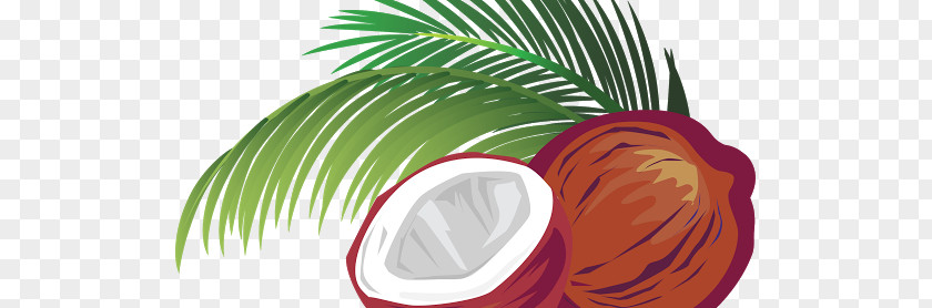 Coconut Milk Drawing PNG