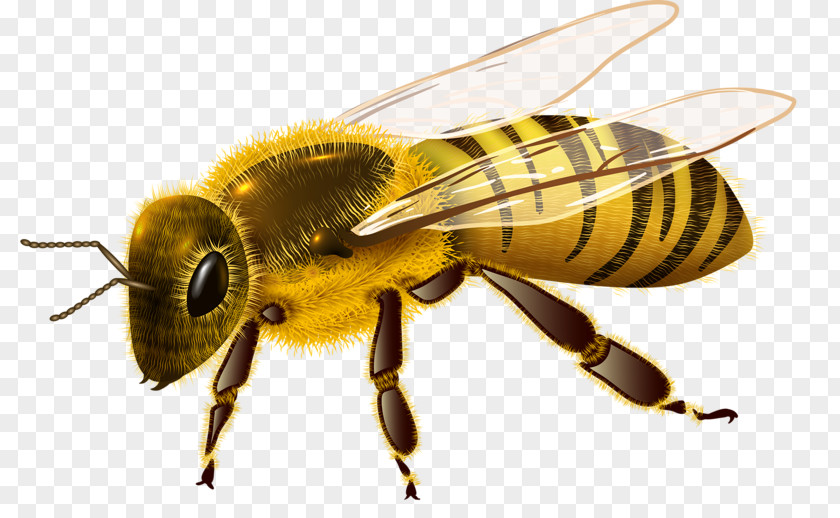Cricket Western Honey Bee Insect Royalty-free PNG