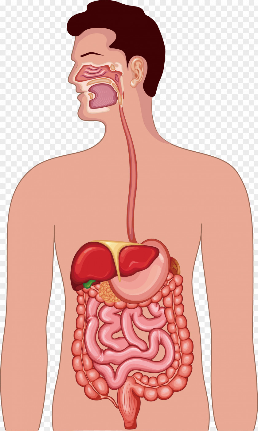 Human Body Function Design Gastrointestinal Tract Digestive System Anatomy Illustration PNG