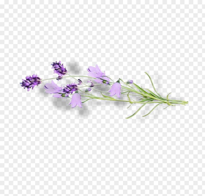 Bellflower Dendrobium Lavender PNG