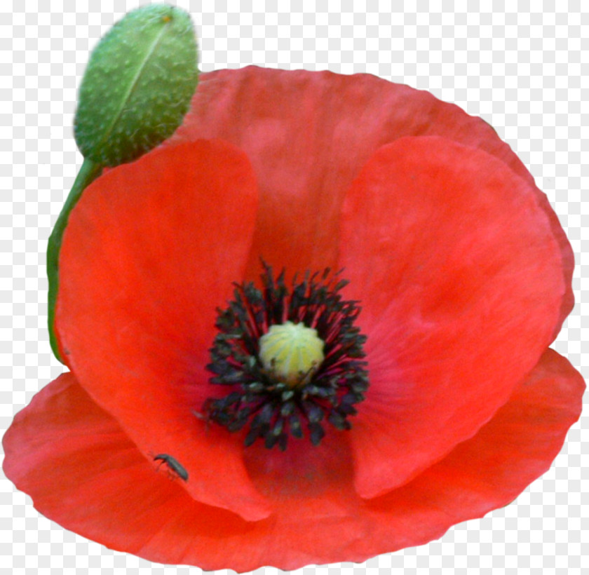 Poppy Common Petal PNG