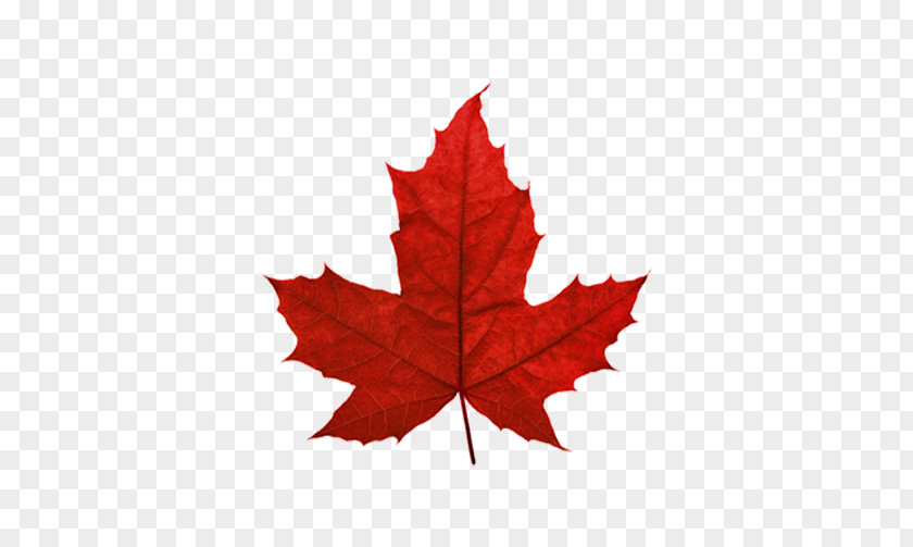 Red Maple Leaf Canada Sugar Japanese PNG