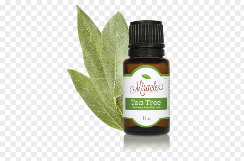 Tea Eucalyptus Oil Essential Tree PNG