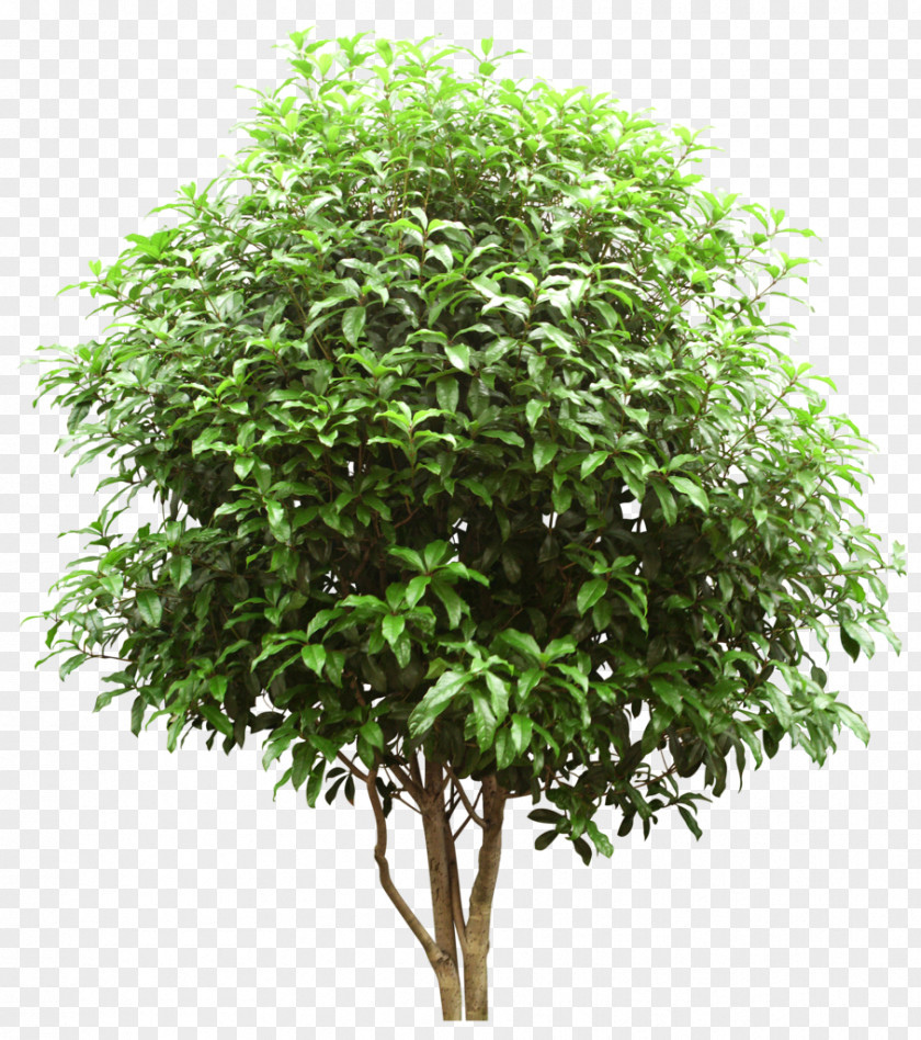 Tree Stock Photography Shrub PNG