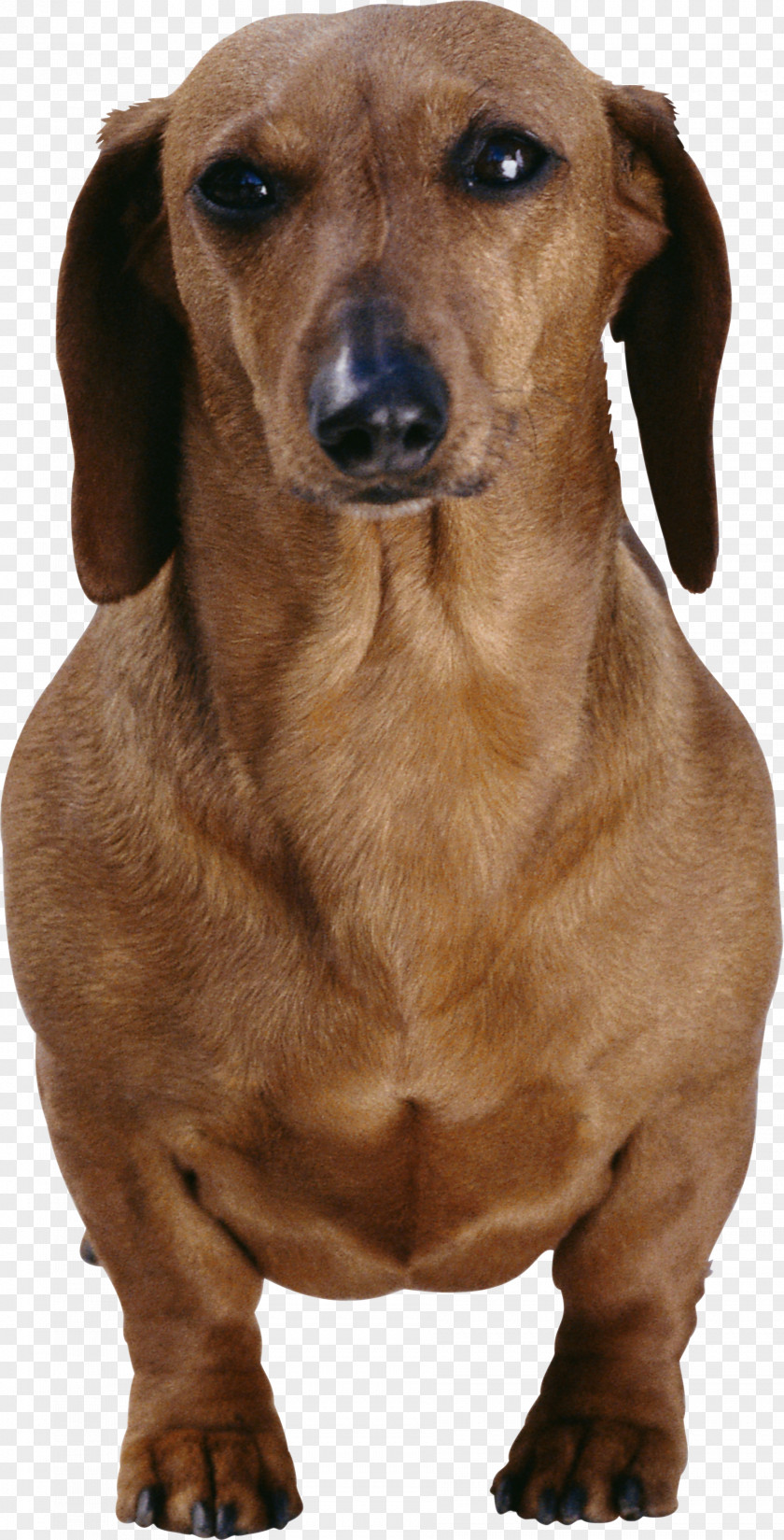 Allergy Dachshund Longdog Cat Dog Breed Pet PNG