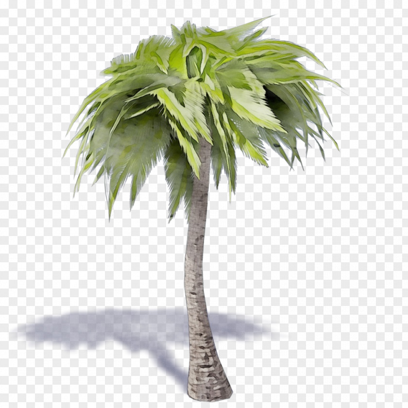 Borassus Flabellifer Coconut Palm Tree PNG