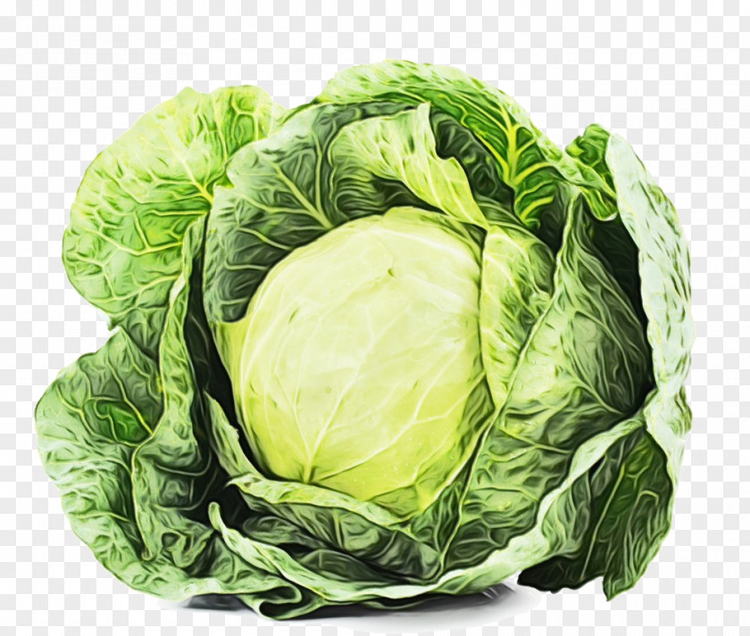 Lettuce Food Cabbage Leaf Vegetable Cruciferous Vegetables Iceburg PNG