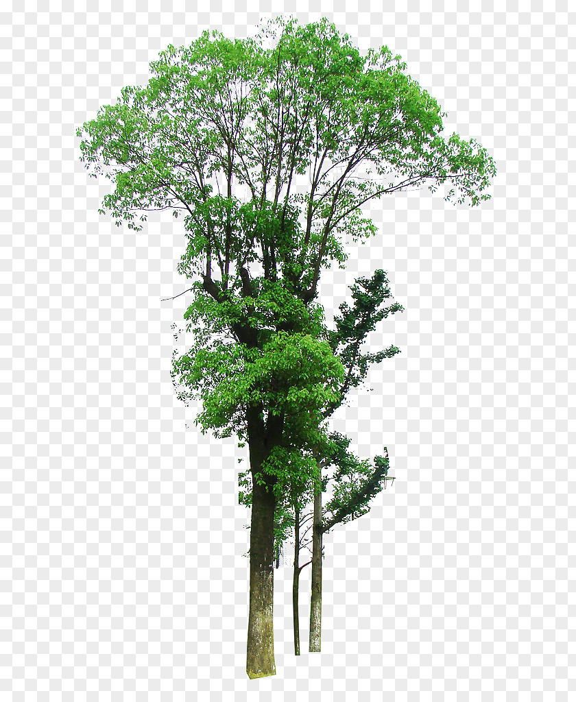 Linden Tree Growth Material PNG tree growth material clipart PNG