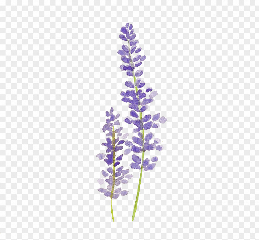 Painting Watercolor Lavender Drawing Watercolour Flowers PNG