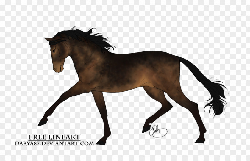 Seal Brown Mane Mustang Stallion Foal Mare PNG