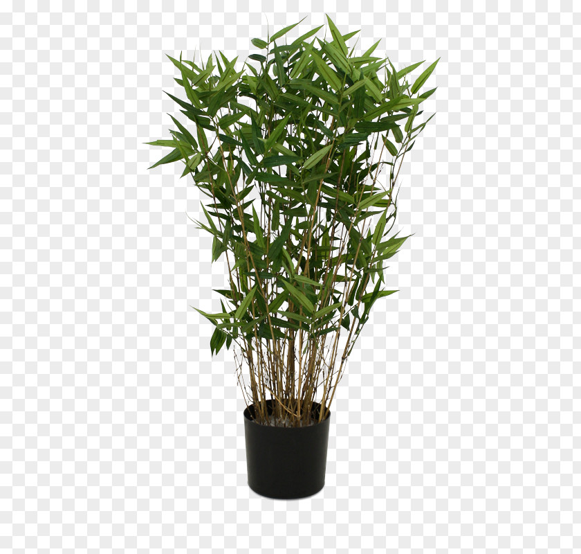 Bamboo Lucky Plastic Flowerpot Plant PNG