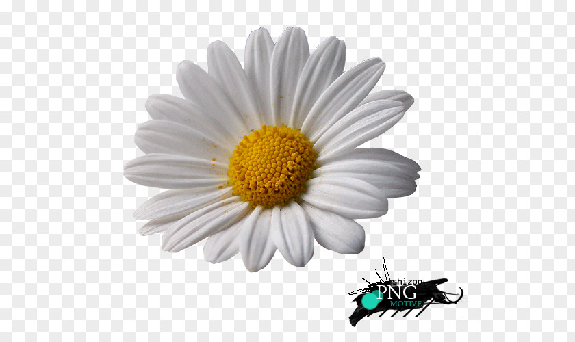 Chrysanthemum Common Daisy Oxeye Marguerite Roman Chamomile PNG