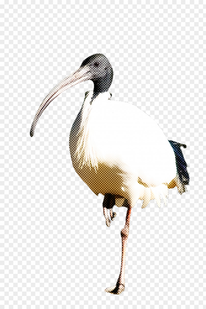 Crane Seabird Bird Beak Ibis Shorebird Pelecaniformes PNG