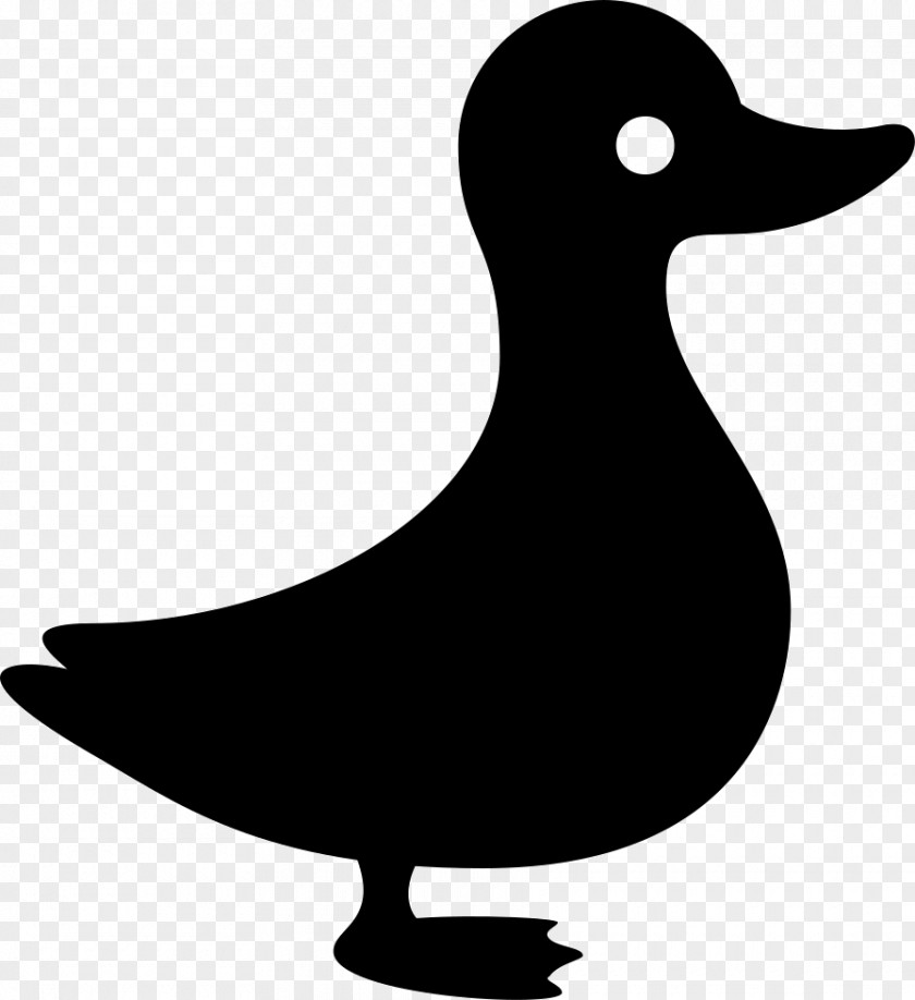 Duck American Black Mallard Clip Art PNG