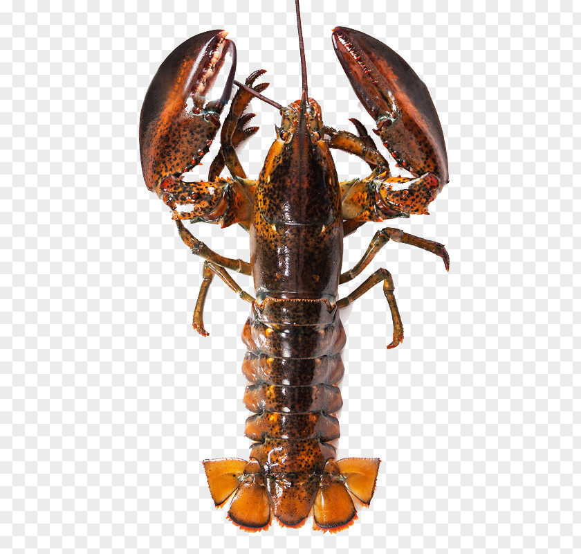 Boston Lobster American Homarus Gammarus Seafood Palinurus Elephas Shrimp PNG