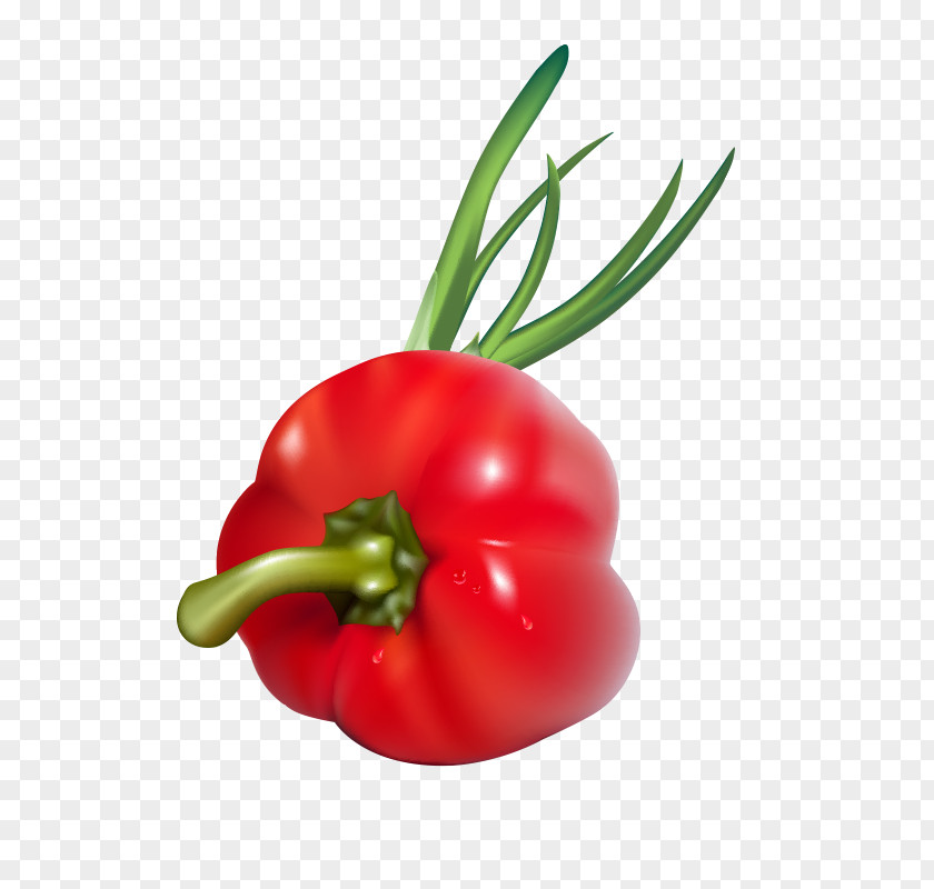 Cartoon Vegetable Lantern Pepper Bell Habanero Birds Eye Chili Tomato Cayenne PNG