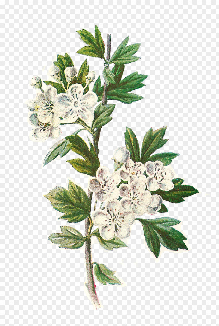 Botanical Botany Illustration Wildflower Clip Art PNG