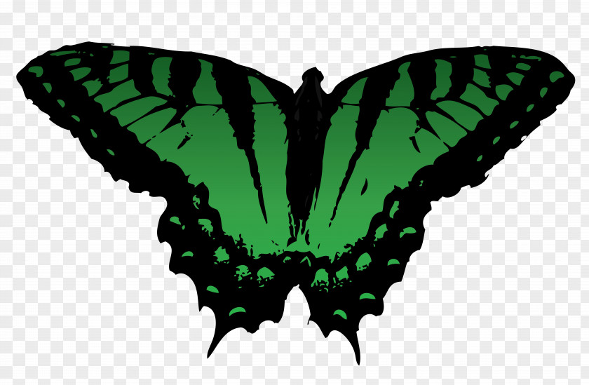 Butterfly Vector Free Insect Clip Art PNG