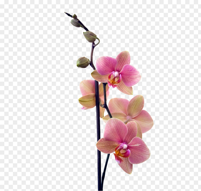 Menu Buffet How To Grow Orchids News Design Paper PNG