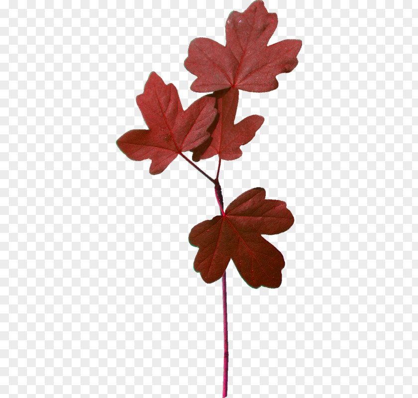 Plane Geranium Red Maple Tree PNG
