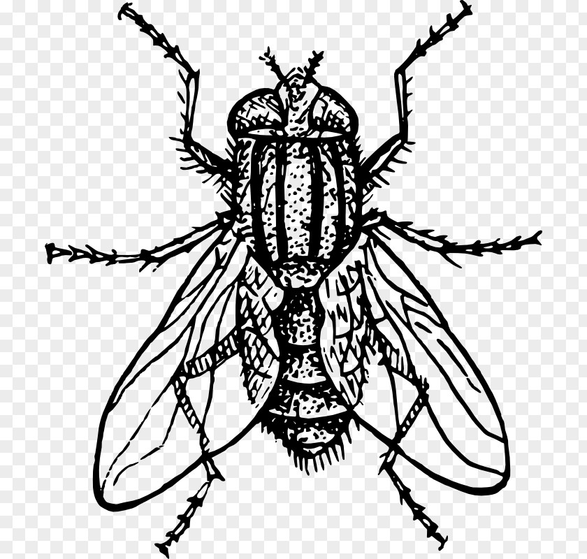 Public Domain Line Art Insect Housefly Royalty-free Clip PNG