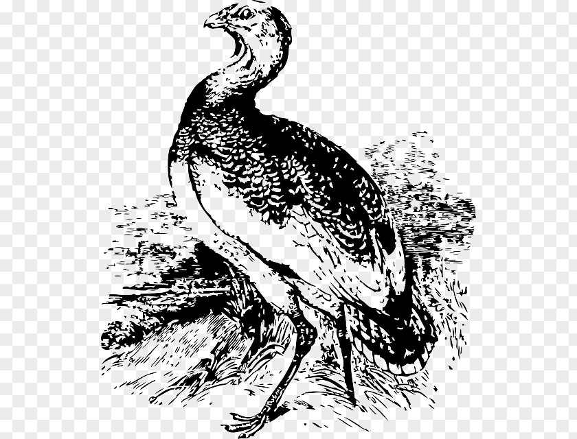 Bird Great Bustard Clip Art PNG