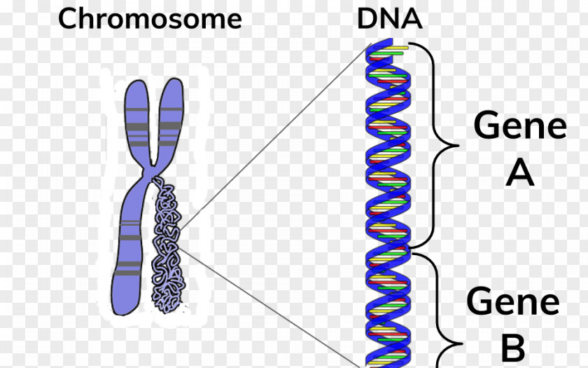 Cell Cycle Regulation Chromosome DNA Gene BBC Bitesize PNG
