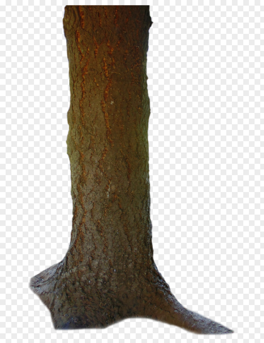 El Trunk Torso Tree Human Body PNG