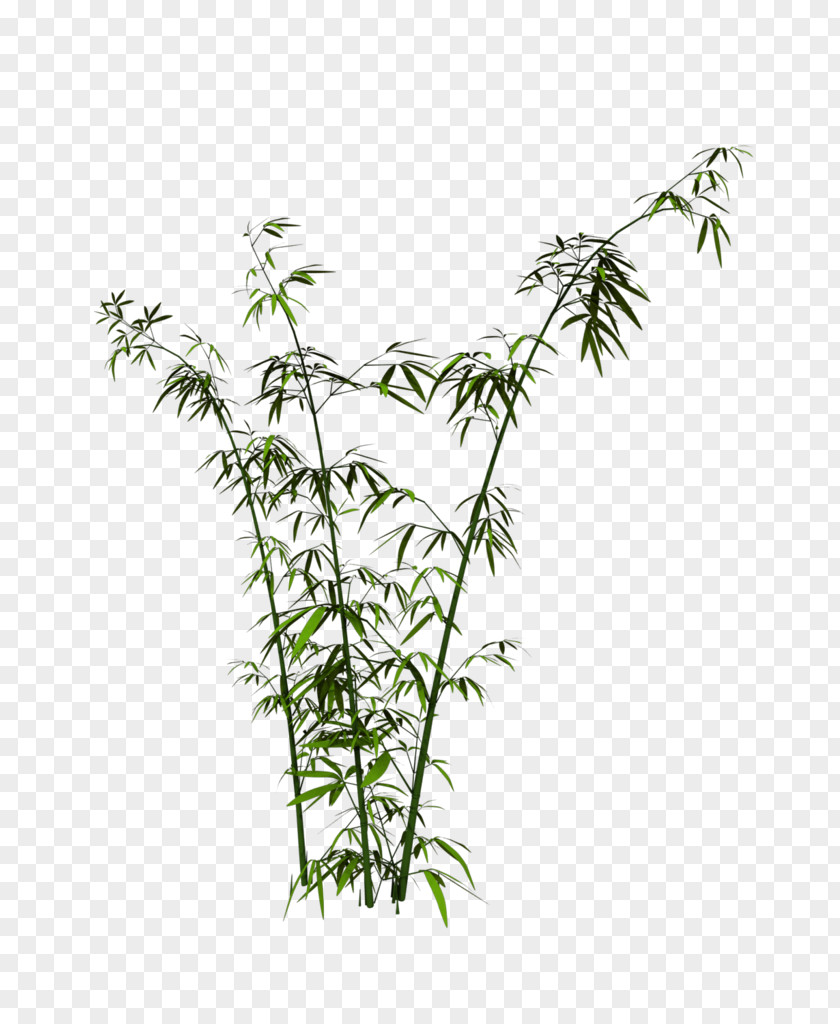 Ferns Unfurling Leaf Grasses Plant Stem Hemp PNG
