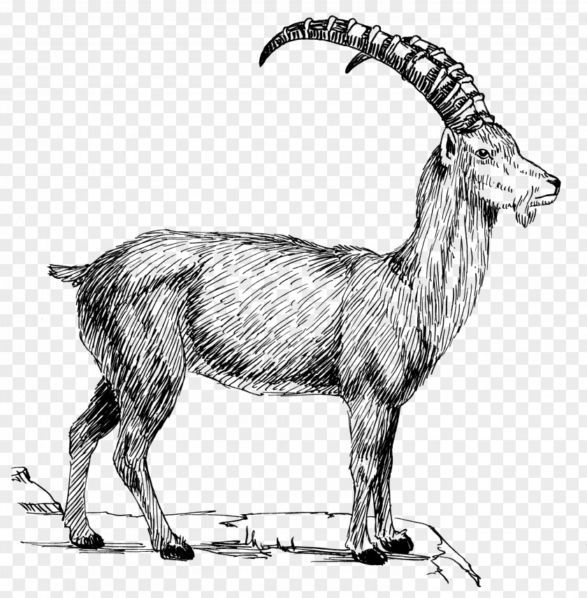 Goats Goat Alpine Ibex Clip Art PNG