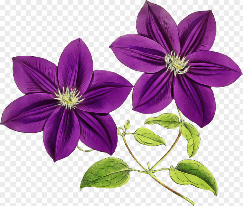 Wood Sorrel Family Melastome Flower Petal Plant Purple Flowering PNG