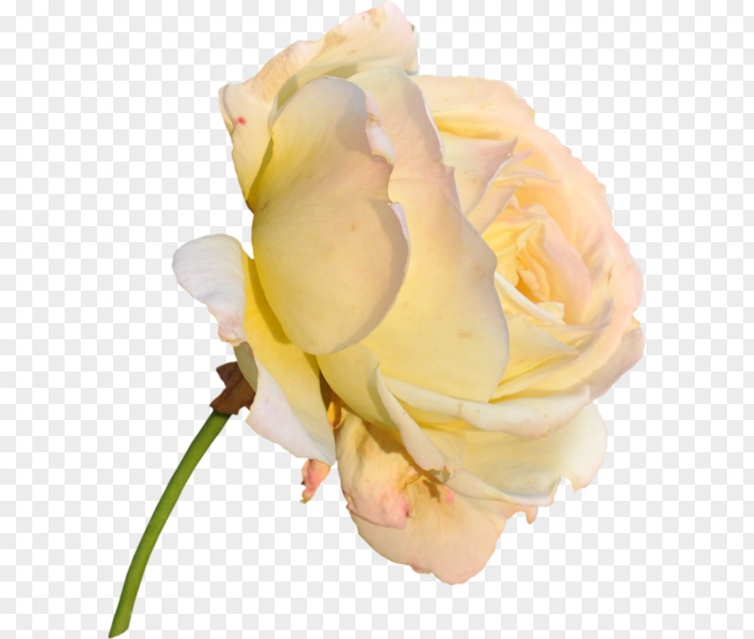 Flower Garden Roses Yellow Cabbage Rose PNG