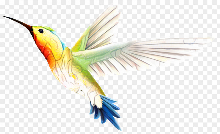 Hummingbird Vector Graphics PNG