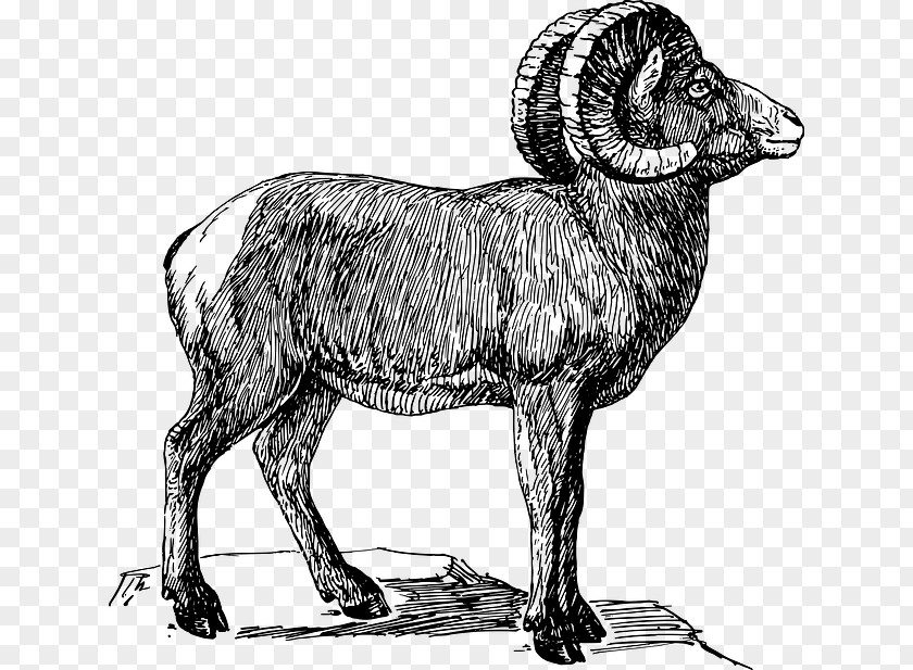 Sheep Bighorn Argali Goat Clip Art PNG
