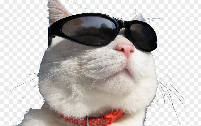 Sunglasses Cat Trade Day Trading Foreign Exchange Market PNG