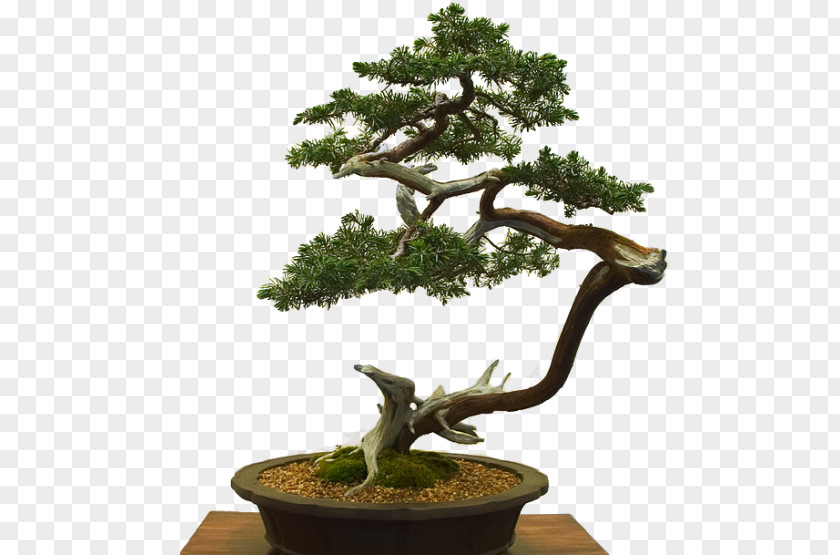Tree Sageretia Theezans Literati Style Penjing: Chinese Bonsai Masterworks Flowerpot PNG