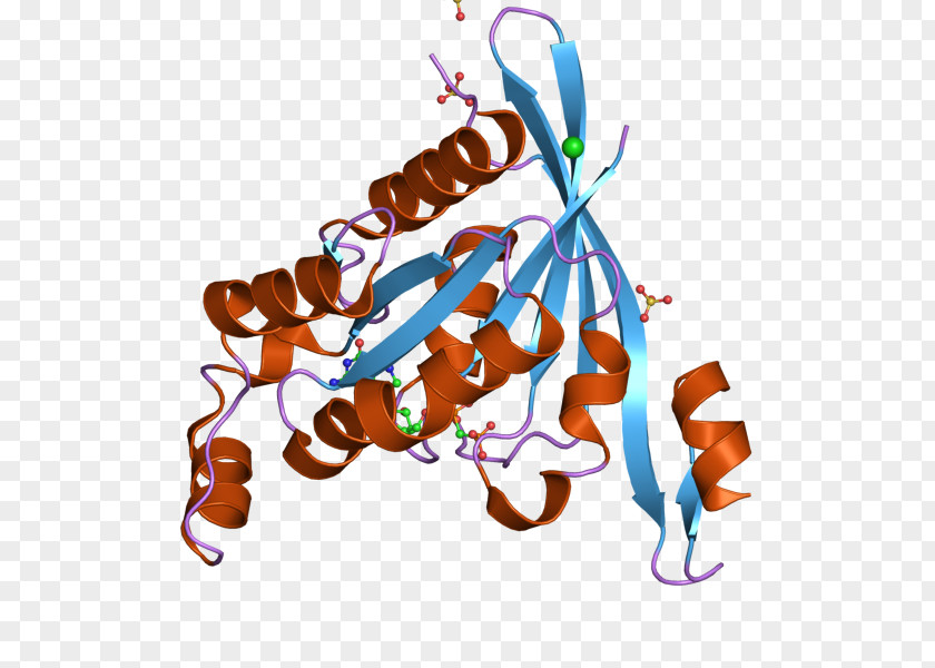 Cdc42 Protein PAK6 P21 IQGAP1 PNG