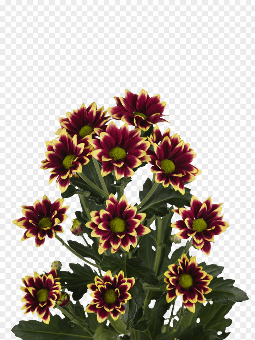 Chrysanthemum Cut Flowers WENGFONG NURSERIES SDN. BHD. Productgroep PNG