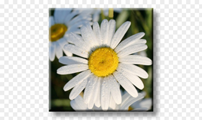 Chrysanthemum Oxeye Daisy Obedient Plant Perennial Bugleherb PNG