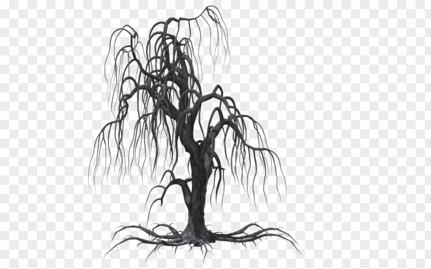Creepy Tree Weeping Willow Drawing Clip Art PNG