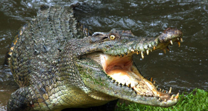 Crocodile Australia Crocodiles Alligator Nile PNG