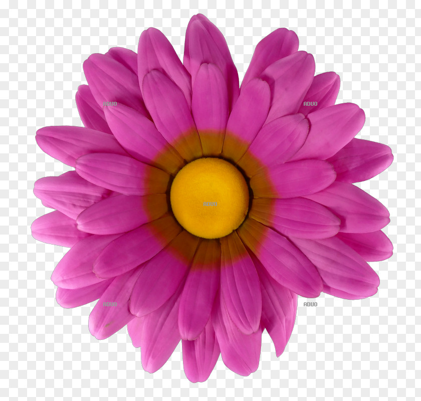 Flower Stock Photography Royalty-free PNG