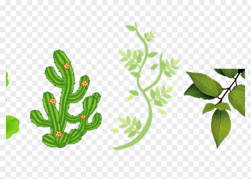 Leaves Cactaceae PNG