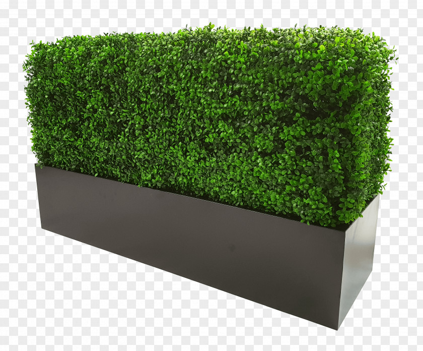 Moss Grass Family Green Background PNG