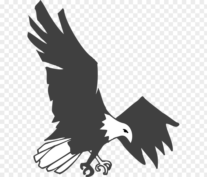 Vogelschwarz Bald Eagle Golden Clip Art PNG