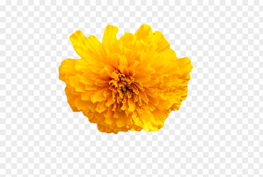 Chrysanthemum Sunflower Seed Pot Marigold Yellow Pollen PNG