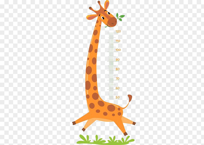 Giraffe Measure Height Royalty-free Illustration PNG