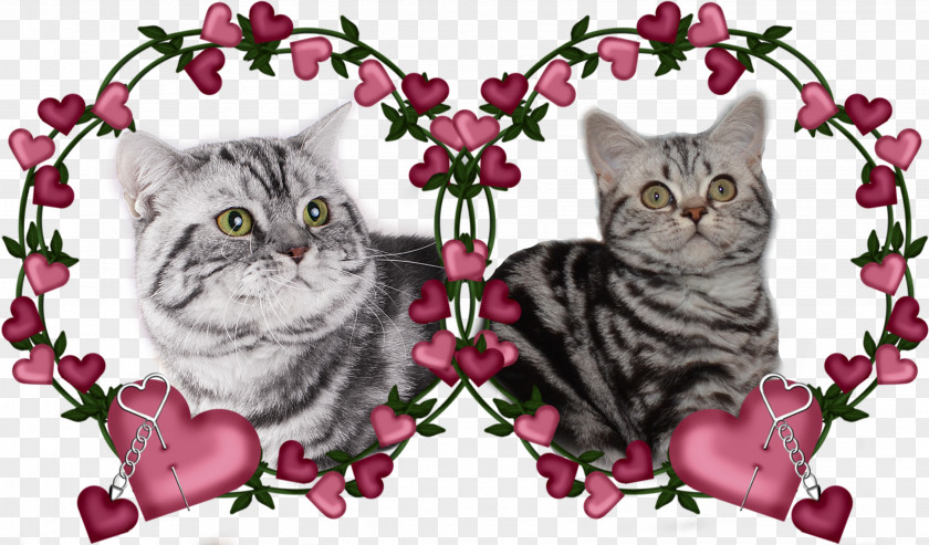 Kitten American Shorthair Tabby Cat Domestic Short-haired Whiskers PNG