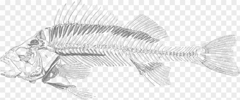 Sketch Fish Bone Skeleton Bony Fishes Clip Art PNG